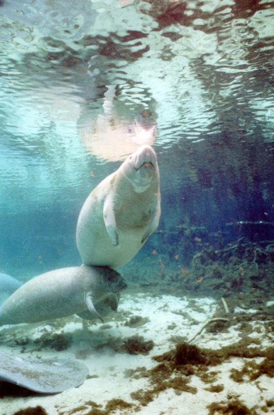 homosassa fl manatee tours