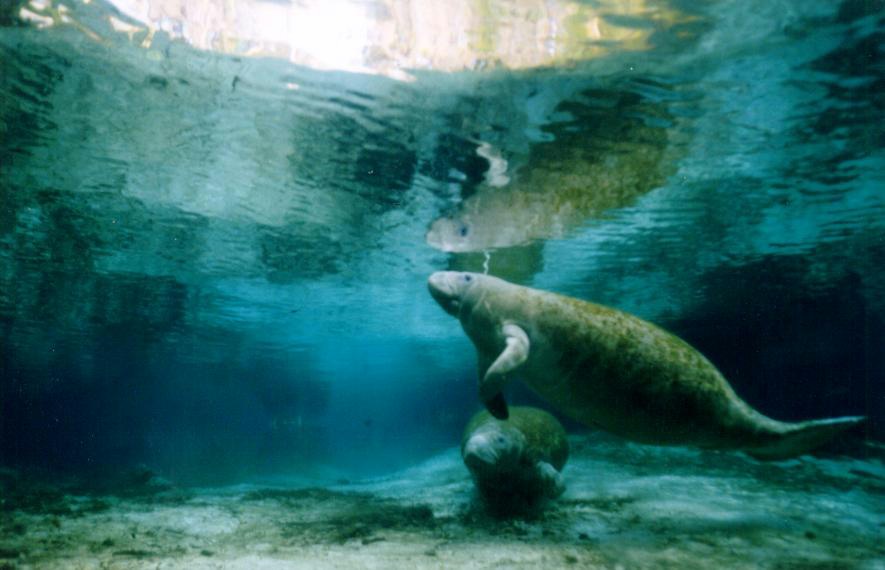 homosassa fl manatee tours